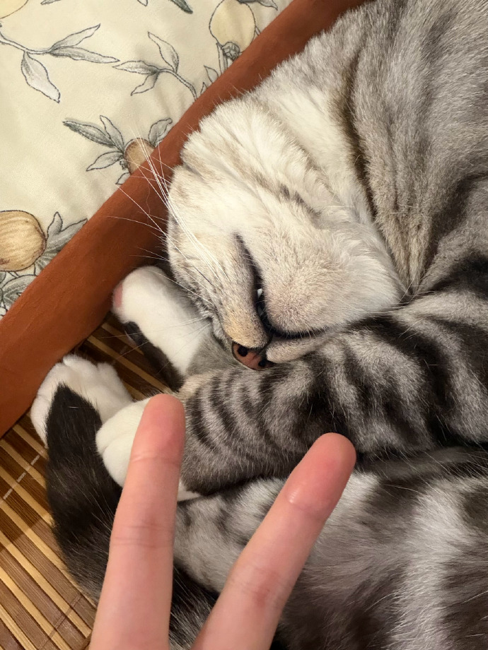 007dkZPegy1idz4yql98hj31sc2dsqv5.jpg