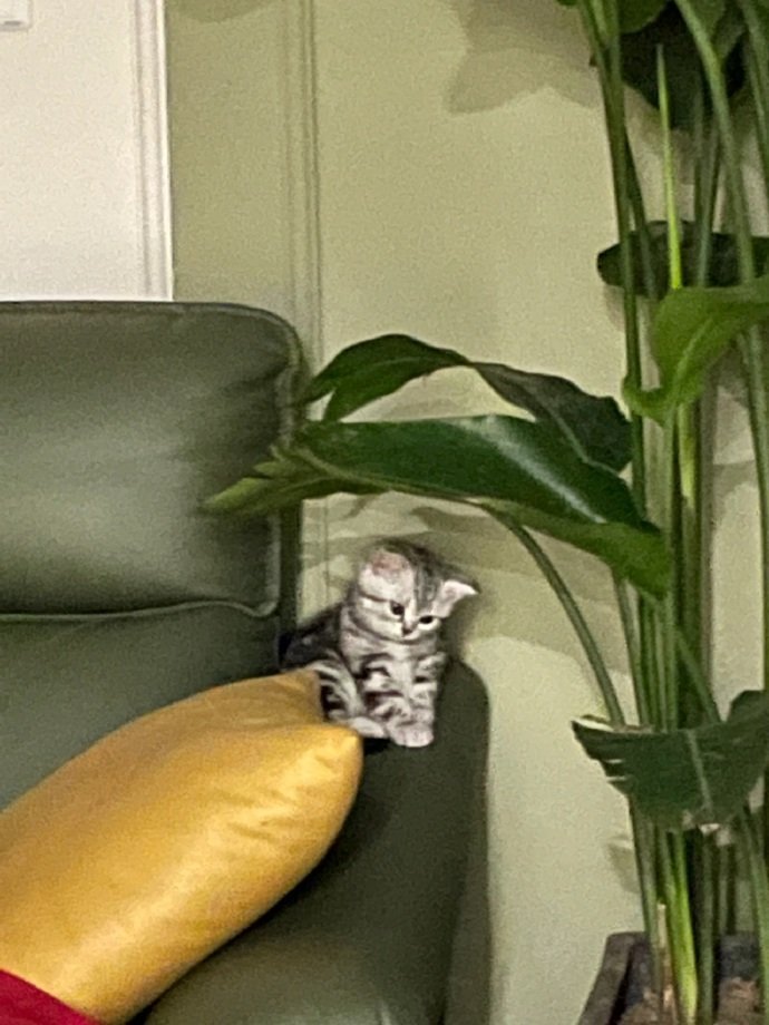 005Zk4Aqgy1iecxri4o27j30j60pk0v6.jpg