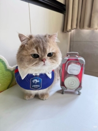 貓⚽️🏆