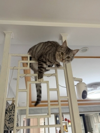捕捉一隻 萌貓日常