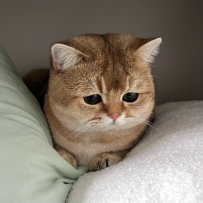 心事小貓貓