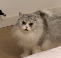 怎麼有種 萌呆呆