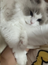 天冷了 不想你起床上班的小貓貓