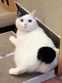 寶寶的屁屁 真圓