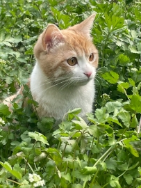 香香菜  和乖乖寶