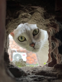 老鼠視角的 貓貓