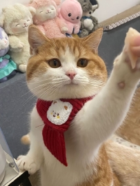 來自小貓的 摸摸