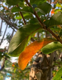 “🥑𝗣𝗹𝗼𝗴ᵀⁱᵐᵉ｜🥥•‿•🥥秋天文案”