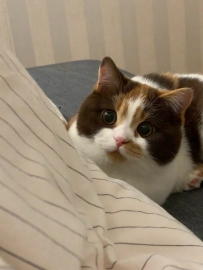 當你睡醒：發現一隻巧克力在盯著你