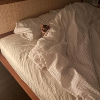 說不清楚這種夜起回來看到小貓睡在這裡的可愛