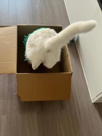 水果買回來許久不吃都長毛了