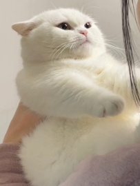 今天你 吸貓了嗎 饅頭真好吸