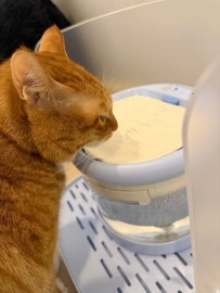 #可愛頭像 #貓頭 #貓咪 #貓咪頭像