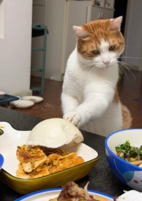 貓貓那點心思都在臉上了，偷饅頭三部曲。