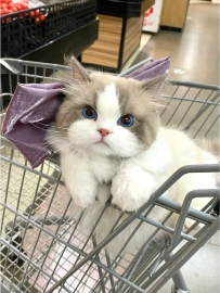 當你偶遇了湯姆的夢中情貓