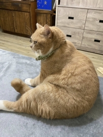 獎勵大家吃雞腿