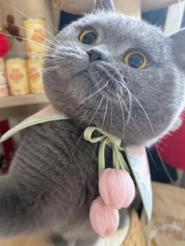 這組藍貓的 小圓臉太可愛了